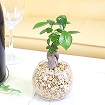 Amazon｜【ブルーミングスケープ】土を使わない観葉植物 ミニ観葉植物